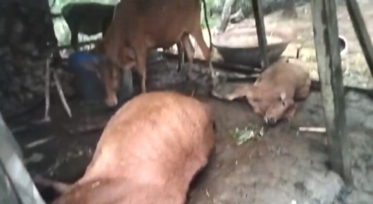 কলাপাড়ায় দুই দিনে বজ্রপাতে মারাগেছে ২৯টি গরু, ১ জন পুরুষ ও ১ জন নারী