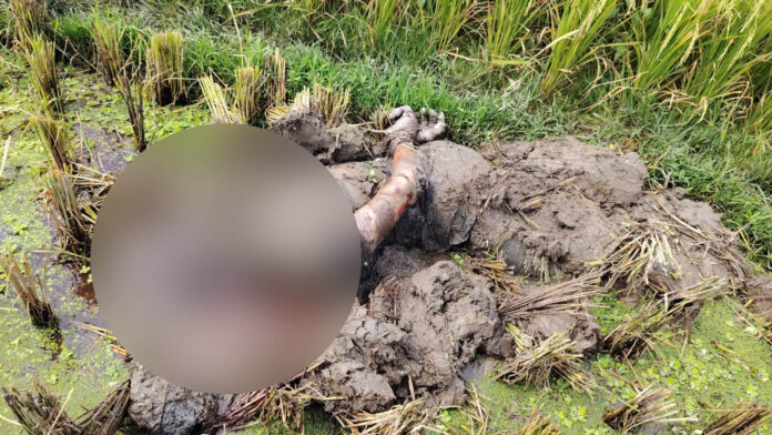জয়পুরহাটের আক্কেলপুরে ফসলি মাঠে মাটিচাপা দেওয়া মরদেহ উদ্ধার