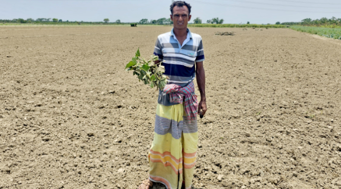 জমির মালিকানা নিয়ে দ্বন্দ্ব: কৃষকের ৭ বিঘা জমির ফসল নষ্টের অভিযোগ