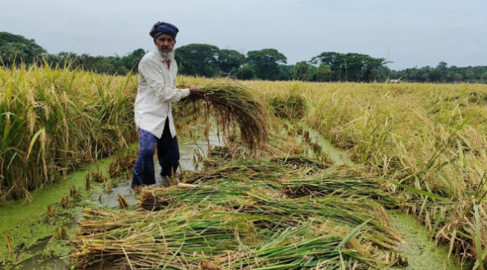 ধান কাটা শুরুতেই শ্রমিক সংকট আরও তীব্র, জলাবদ্ধতায় কেশবপুরে পাকা ধান নিয়ে দুশ্চিন্তায় কৃষক