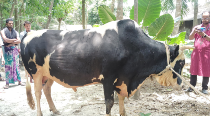 ঢাকার হাটে মিলল না কাঙ্ক্ষিত দাম: কলাপাড়ায় খামারে ফিরল ‘ভয়ঙ্কর’ ও ‘বাদশা বাবু’