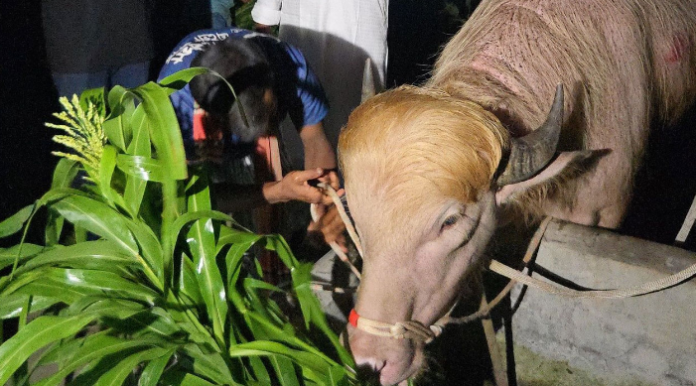 ‘ডোনাল্ড ট্রাম্প’ রাজকীয় ব্যাবস্থায় মিরপুর চিড়িয়াখানায়