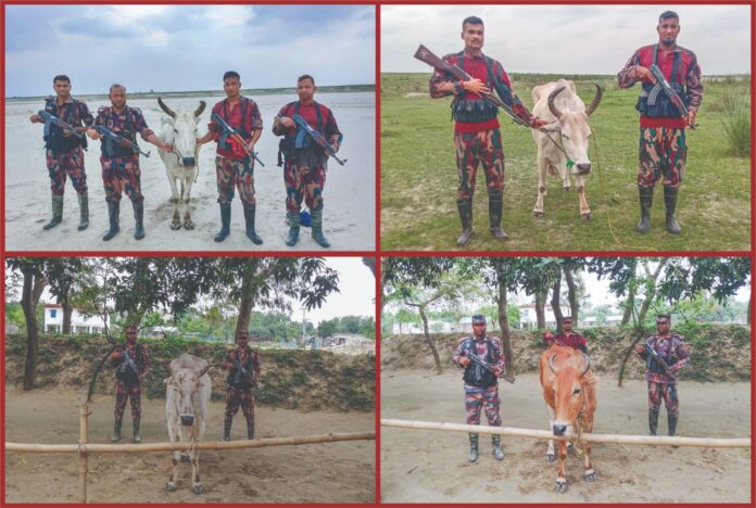 চাঁপাইনবাবগঞ্জ সীমান্তে ৫৩ বিজিবি'র অভিযানে ৪টি ভারতীয় গরু জব্দ
