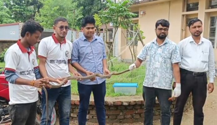 কলাপাড়ায় একটি কাল নাগিনী ও ৬ ফুট লম্বা দাঁড়াশ সাপ উদ্ধার