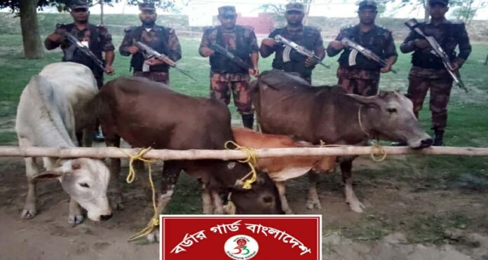 চাঁপাইনবাবগঞ্জ সীমান্তে ৫৩ বিজিবির অভিযানে ভারতীয় গরু জব্দ