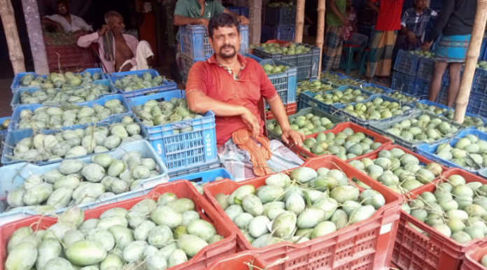 বাজারে আমের দামে ধস, মাথায় হাত শার্শার চাষিদের