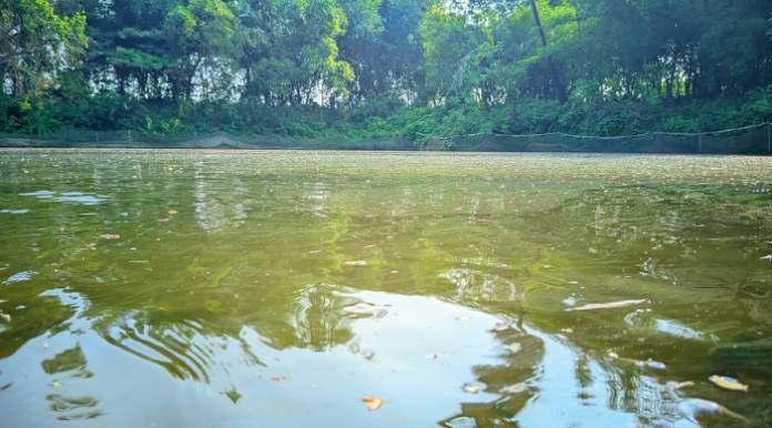 রাণীনগরে পুকুরে বিষপ্রয়োগে ১৫ লাখ টাকার দেশি টেংরা মাছের রেণু পোনা ধ্বংস, দিশেহারা মৎস্য চাষি