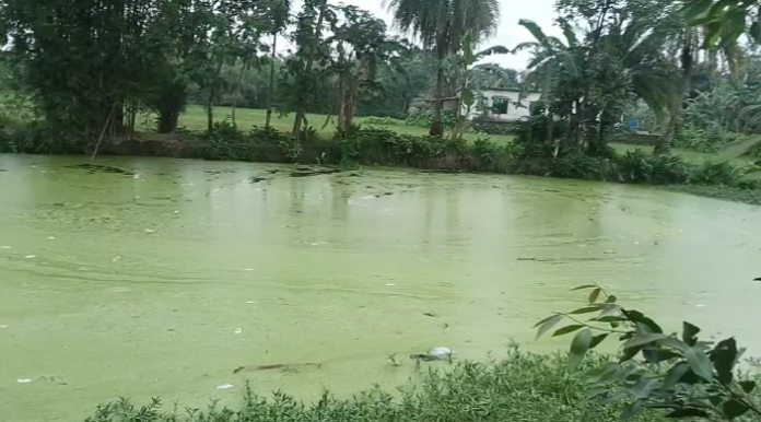 গৌরীপুরে মামলার জেরে পুকুরে বিষ প্রয়োগ, লক্ষাধিক টাকার মাছ নিধনের অভিযোগ