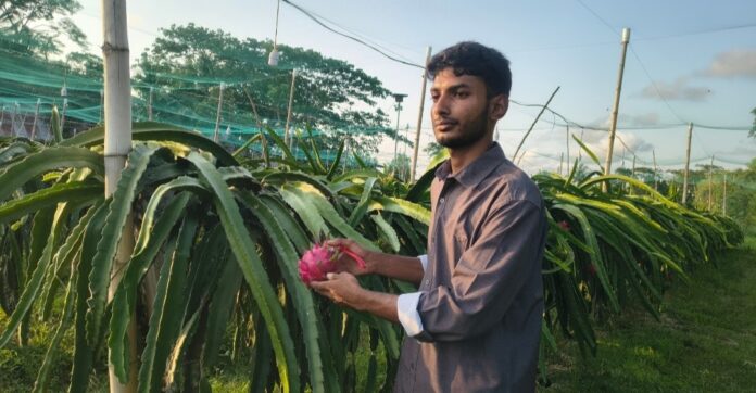 মহিপুরে ড্রাগন চাষ করে উজ্জ্বল দৃষ্টান্ত স্থাপন করেছে সৌরভ