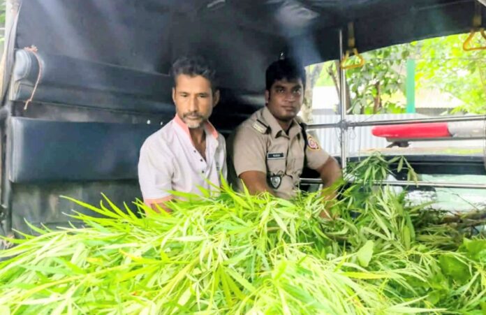 ভূঞাপুরে বাড়ির আঙ্গিনায় গাঁজা চাষ করায় আটক-১