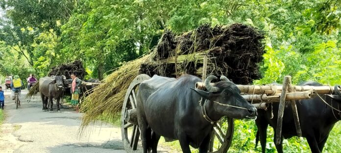 খাল-বিলে পানি নেই, পাট পচাতে বিপাকে ঈশ্বরদীর কৃষক