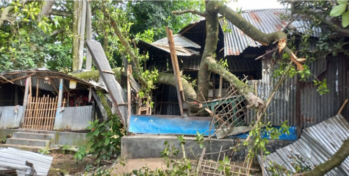 গাছের ডাল ভেঙ্গে পড়ে ভাঙ্গলো ঘড়-বাড়ী মন্দির