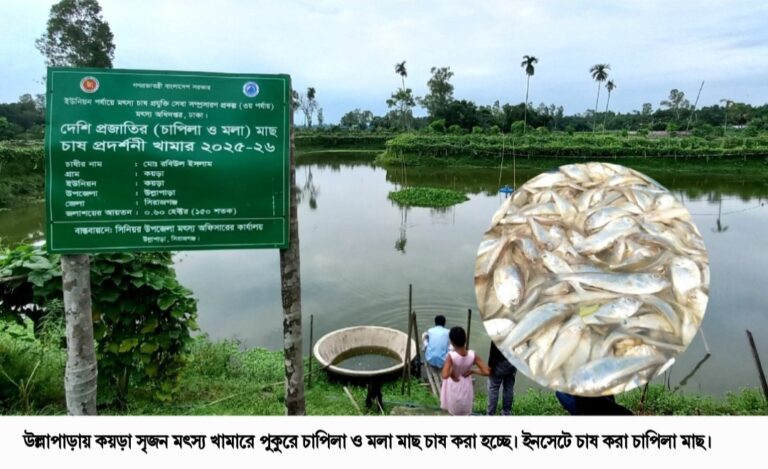 উল্লাপাড়ায় পুকুরে চাষ হচ্ছে বেশি পুষ্টিগুণের দেশিয় মাছ