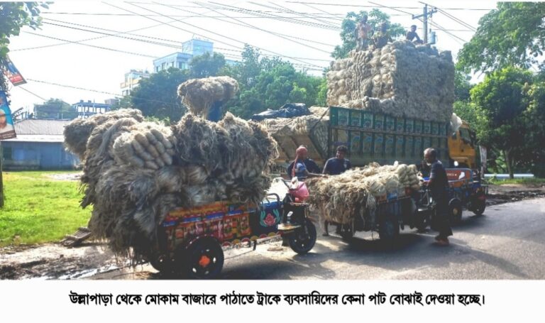 উল্লাপাড়ায় পাটের ভালো ফলন- দামে হাসি মুখে কৃষক