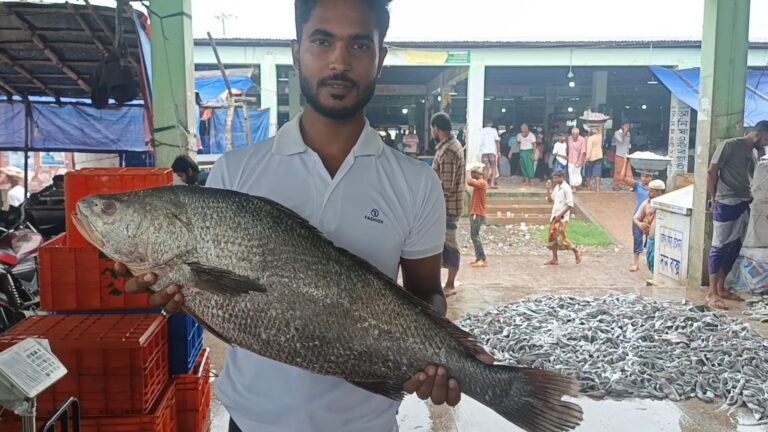 সমুদ্রের এক কালো পোয়া মাছ ৫০ হাজার টাকা