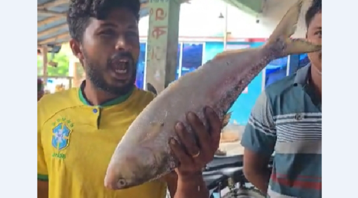 মহিপুরে এক ইলিশ ৭ হাজার টাকা