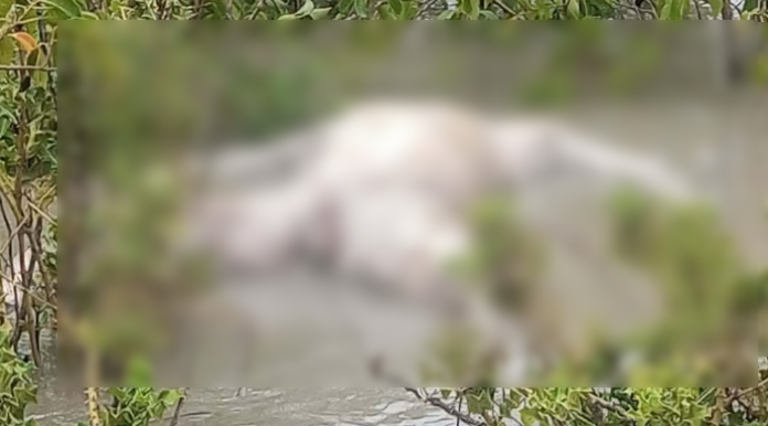 হাতিয়াতে জোয়ারে ভেসে আসা মরদেহ পড়ে রইল কেওড়া বাগানে