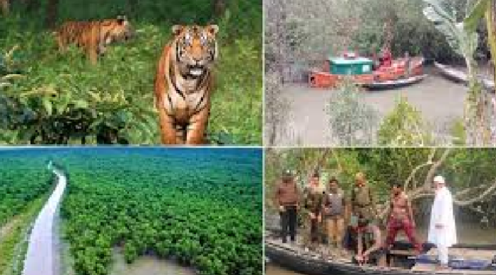 সুন্দরবনের নদ-নদী: সরকারি তালিকায় যুক্ত হচ্ছে ৮০টি, প্রকৃত সংখ্যা নিয়ে মতভেদ