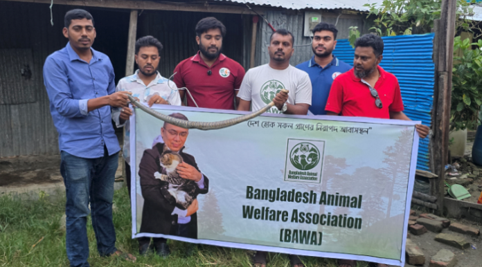 কলাপাড়ায় বসতবাড়ি থেকে ৪ ফুট লম্বা পদ্ম গোখরা উদ্ধার, জঙ্গলে অবমুক্ত