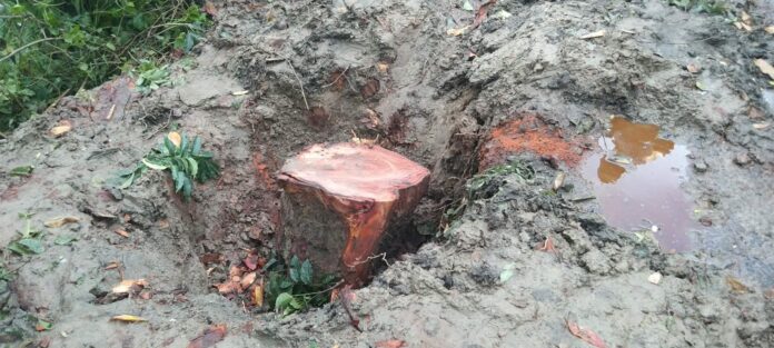 শার্শায় বনবিভাগের গাছ ক্রয়ের নামে সওজের সরকারি জায়গার গাছ কেটে সাবাড়