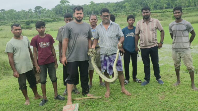 ভুরভুরিয়া চা বাগানে অজগরের দেখা, দ্রুত উদ্ধার বাংলাদেশ বন্যপ্রাণী সেবা ফাউন্ডেশনের