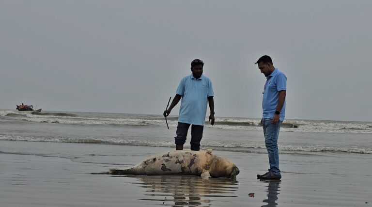 কুয়াকাটা সৈকতে আবারও ভেসে এলো মৃত ইরাবতী ডলফিন