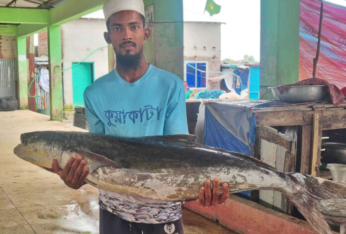 বঙ্গোপসাগরে জেলের জালে ধরা পড়ল ২০ কেজির ‘সামুদ্রিক শোল’, ১৪ হাজারে বিক্রি