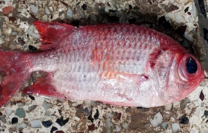 কুয়াকাটা সংলগ্ন বঙ্গোপসাগরে জেলের জালে ধরা পড়ল সোলজারফিশ