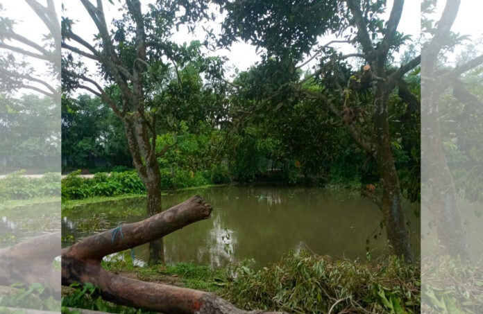 পীরগাছায় গাছের ডাল কাটার অভিযোগ করায় শিক্ষককে মারধরের অভিযোগ