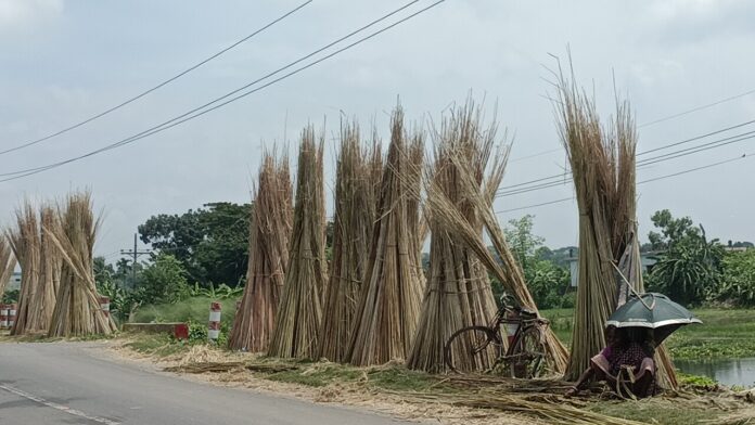 পাটকাঠি এখন কৃষকের আয়ের অন্যতম ভরসা