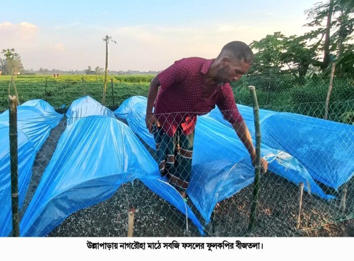 উল্লাপাড়ায় অতি আগাম করে ফুলকপির বীজতলা