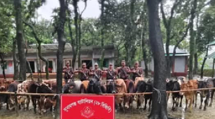 গরু আসছে, চালান আটক হচ্ছে; নেপথ্যের কারিগররা অধরা!