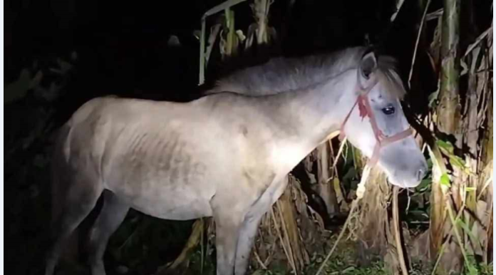 শেরপুরে ঘোড়া জবাই করে মাংস বিক্রির অভিযোগ