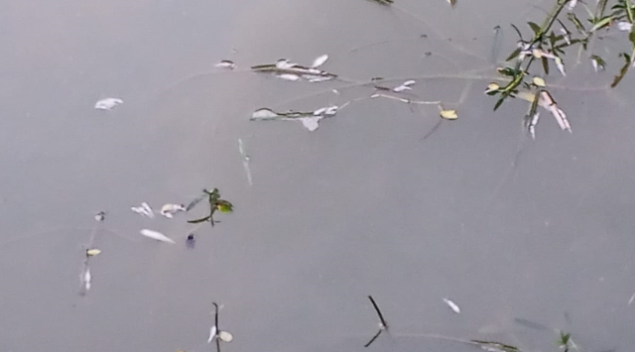 ঝিকরগাছায় পুকুরে বিষ দিয়ে মাছ নিধন
