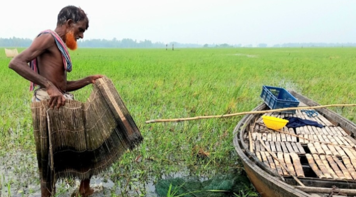 উল্লাপাড়ায় বন্যার পানি কমে বাড়ছে না দেশীয় মাছের বংশ