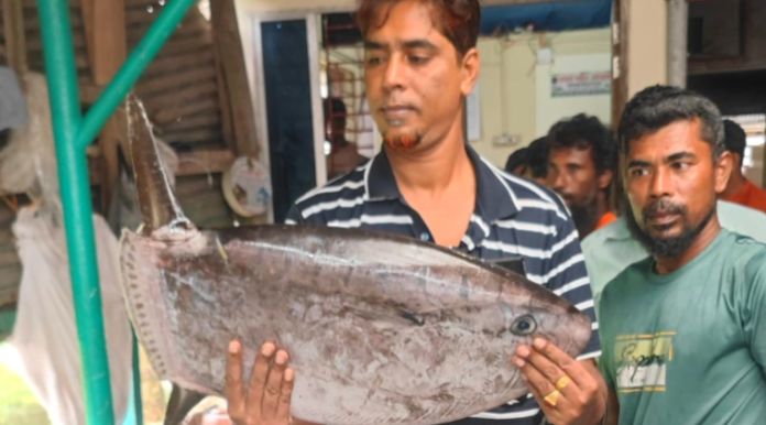 কুয়াকাটায় জেলের জালে ধরা পড়ল বিরল ‘স্লেন্ডার সানফিশ’