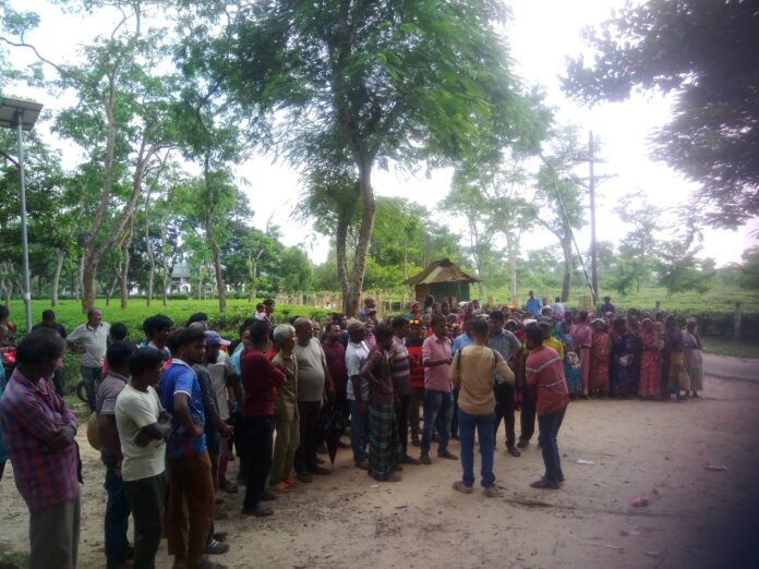 কানিহাটি চা বাগানে কর্মবিরতি, পঞ্চায়েত কমিটি অপসারণের দাবি