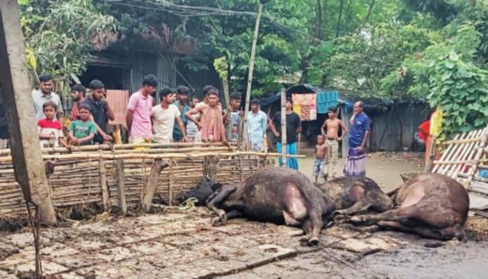 বৈদ্যুতিক তাঁর ছিড়ে বিদ্যুৎপৃষ্ট হয়ে তিনটি গাভীর মৃত্যু