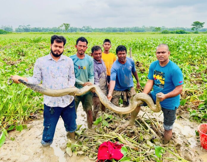 শ্রীমঙ্গলে ধানক্ষেতে অজগর, হত্যার হাত থেকে রক্ষা করলেন সচেতন নাগরিক