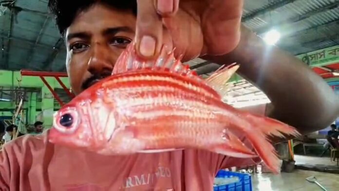 কুয়াকাটা উপকূলে জেলের জালে উঠল বিরল ‘লাল কোট ফিশ'