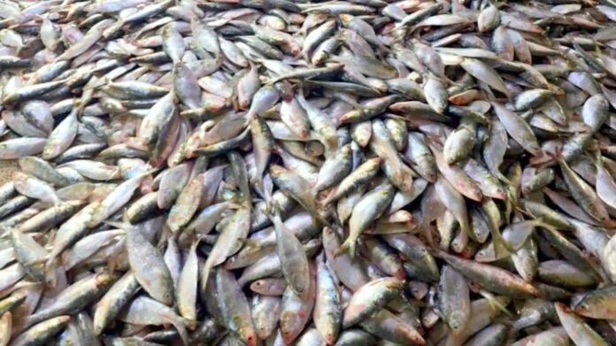 কুয়াকাটায় ট্রলিং বোটে ৮০ মণ ইলিশ, সাধারণ জেলেদের জালে শূন্যতা, কঠোর নজরদারির দাবি
