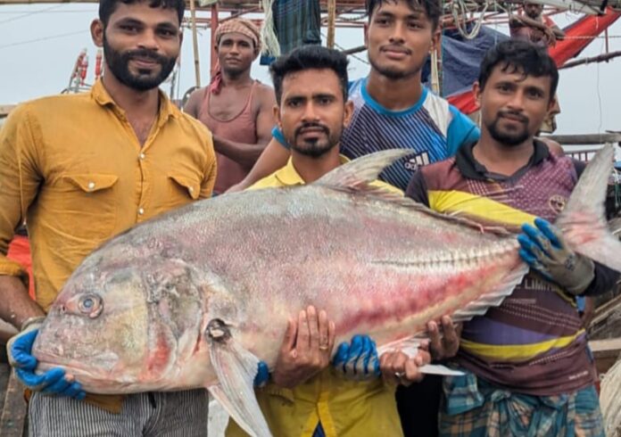 বঙ্গোপসাগরে জেলের জালে ধরা পড়লো ৫৪ কেজি ওজনের বিশাল তবল মাছ