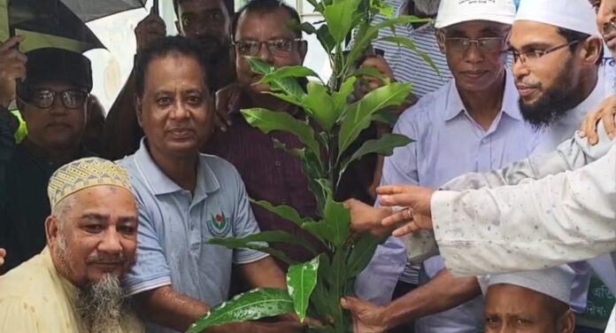 কলাপাড়া ওলামা দলের উদ্যোগে বৃক্ষরোপণ কর্মসূচি উদ্বোধন করেন-এবিএম মোশাররফ এমপি