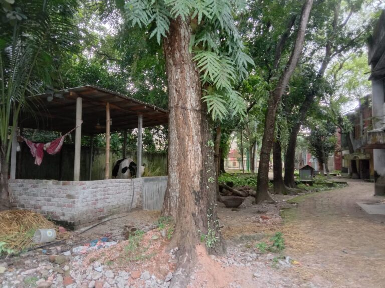 শ্রীবরদীতে সরকারি কোয়ার্টারে ড্রাইভারের গোয়ালঘর, দুর্গন্ধে অতিষ্ঠ বাসিন্দারা