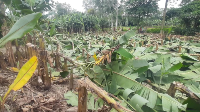 জয়পুরহাটে ৭০০ কলাগাছ কেটে সাবাড়, দরিদ্র কৃষকের স্বপ্নভঙ্গ