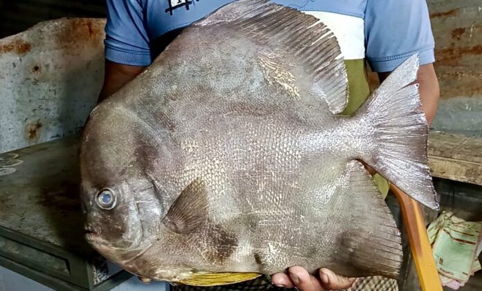 বঙ্গোপসাগরে জেলের জালে বিরল ‘কিং চান্দা’, কেজি ৭৫০ টাকায় বিক্রি