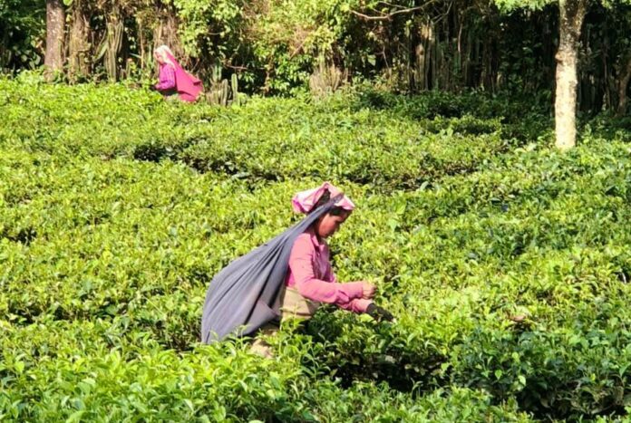 চায়ের রাজধানীতে অশনিসংকেত, বিপাকে দেড় লাখ একরের বাগান