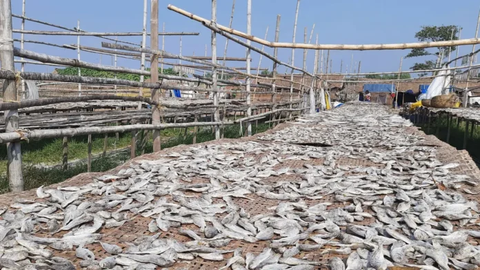 সুন্দরবনের দুবলার চরে শুঁটকির শতকোটি টাকার বাণিজ্য