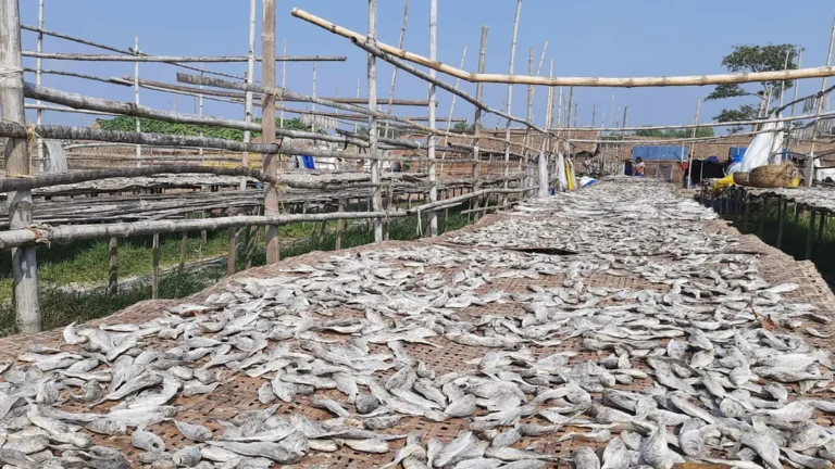 সুন্দরবনের দুবলার চরে শুঁটকির শতকোটি টাকার বাণিজ্য