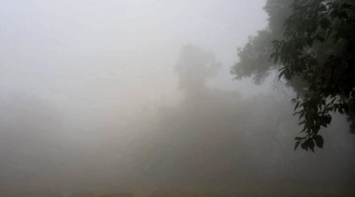 শ্রীমঙ্গলে শরতের ভোরে মাঘের আমেজ: কুয়াশার চাদরে শীতের আগমনী বার্তা